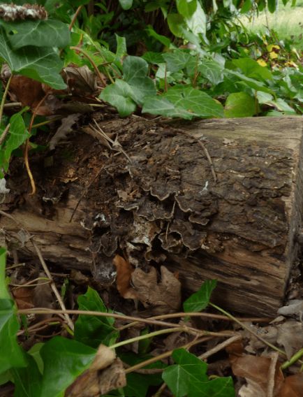 Over-mature fruit bodies on fallen willow in Hertfordshire, UK.